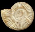 Perisphinctes Ammonite - Jurassic #46887-1